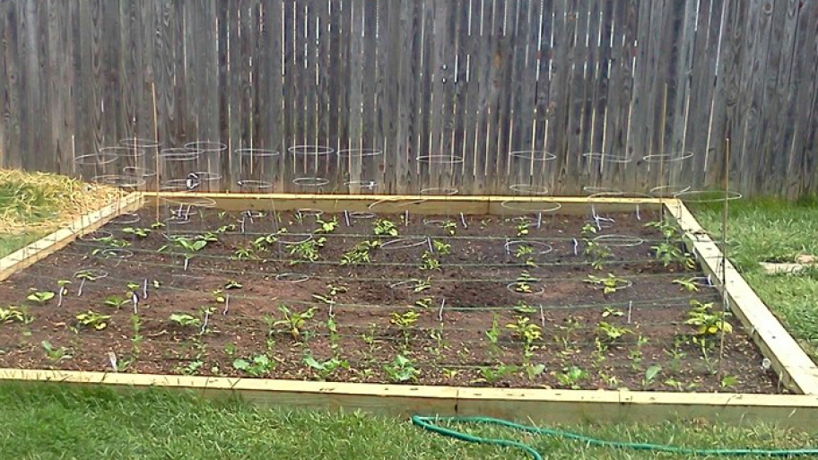 A vegetable garden